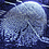 Petit_PI2